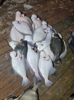 Flounder Fishing in Rio Hondo, Texas