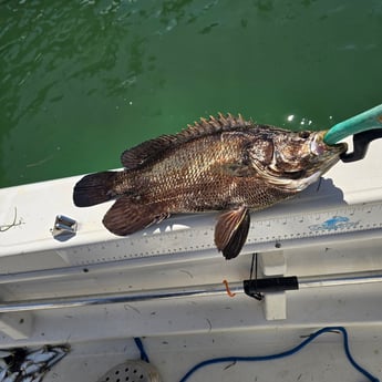Fishing in Sarasota, Florida
