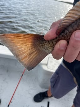Redfish Fishing in Shell Beach, Louisiana