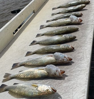 Speckled Trout / Spotted Seatrout fishing in Freeport, Texas