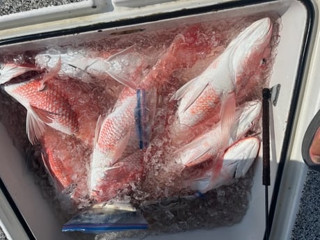 Red Snapper Fishing in Buras, Louisiana