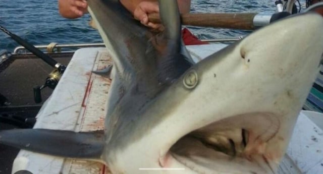 Blacktip Shark Fishing in Clearwater, Florida
