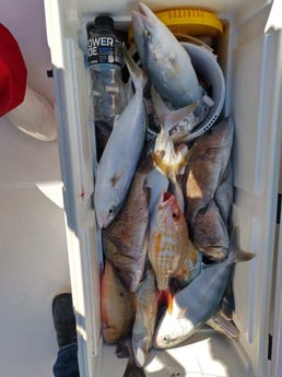 Fishing in Sarasota, Florida