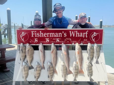 Black Drum, Redfish Fishing in Port Aransas, Texas