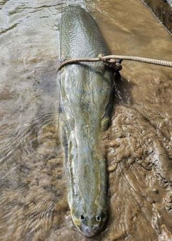 Alligator Gar Fishing in Dallas, Texas