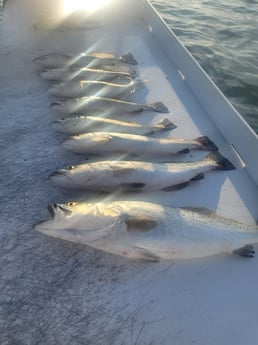 Fishing in South Padre Island, Texas