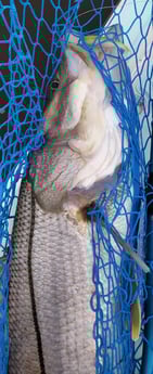 Fishing in Naples, Florida