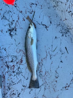 Fishing in South Padre Island, Texas