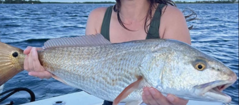 Redfish Fishing in Clearwater, Florida