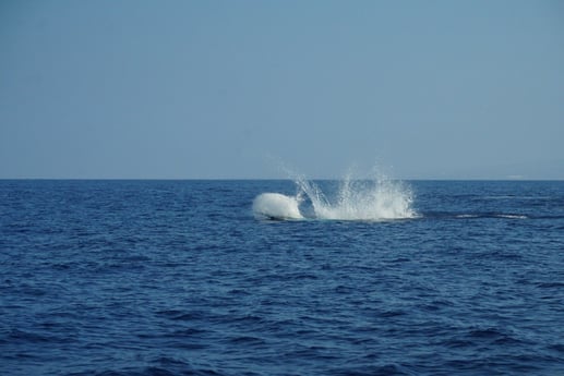 Swordfish Fishing in Fort Lauderdale, Florida