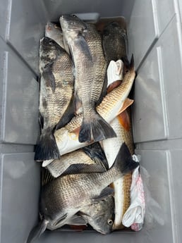 Fishing in Ingleside, Texas