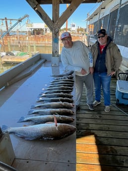 Black Drum, Redfish Fishing in Galveston, Texas
