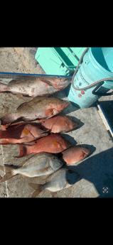 Fishing in Tampa, Florida