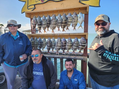 Sheepshead Fishing in Port Isabel, Texas