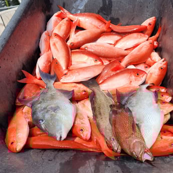 Fishing in Orange Beach, Alabama