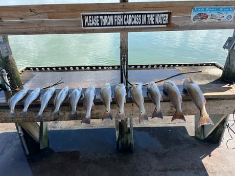 Redfish, Speckled Trout Fishing in Rockport, Texas