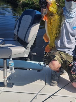 Peacock Bass Fishing in Wellington, Florida