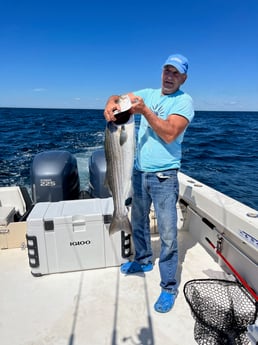 Striped Bass fishing in Montauk, New York