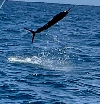 Blue Marlin fishing in Rockport, Texas