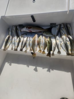 Fishing in Pensacola, Florida