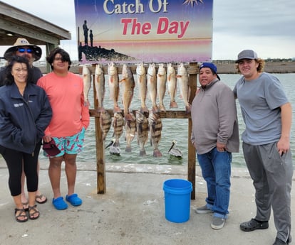 Black Drum, Redfish, Sheepshead fishing in Rockport, Texas