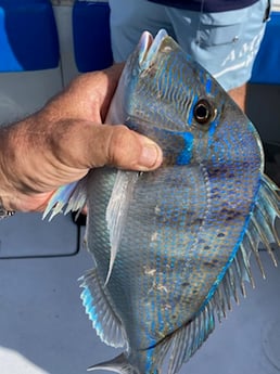 Scup / Porgy Fishing in West Palm Beach, Florida
