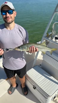 Snook Fishing in Sarasota, Florida