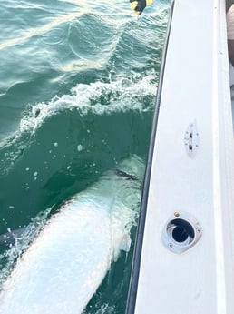Tarpon Fishing in Naples, Florida