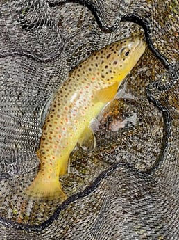Brown Trout Fishing in