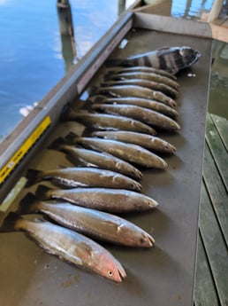 Black Drum, Speckled Trout Fishing in San Leon, Texas