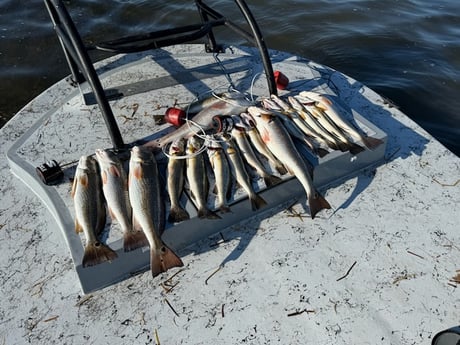 Fishing in Rio Hondo, Texas