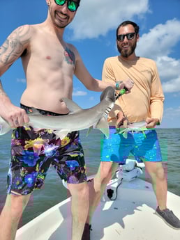 Bonnethead Shark Fishing in St. Petersburg, Florida