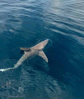 Great White Shark Fishing in Jacksonville, Florida