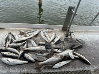 Black Drum, Speckled Trout Fishing in Biloxi, Mississippi