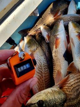 Redfish Fishing in Boothville-Venice, Louisiana, USA