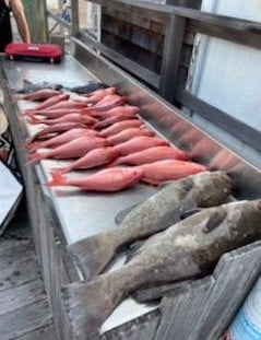 Gag Grouper, Red Snapper Fishing in Charleston, South Carolina