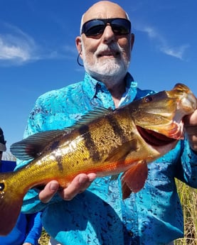 Peacock Bass fishing in Fort Lauderdale, Florida