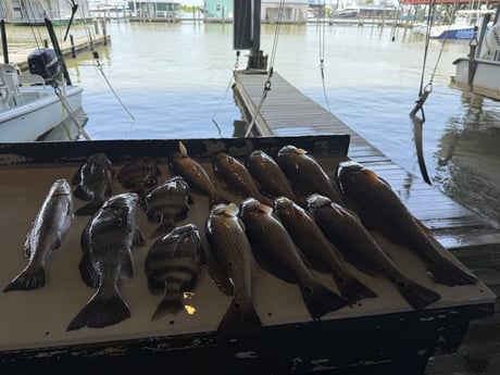 Black Drum, Redfish Fishing in