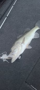 Fishing in Austin, Texas