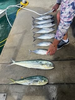 Mahi Mahi Fishing in Miami, Florida