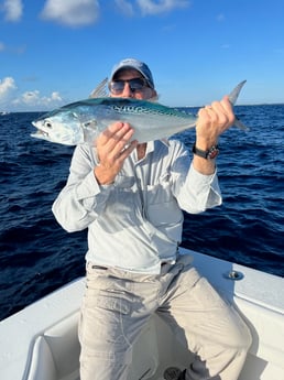 False Albacore Fishing in Jupiter, Florida