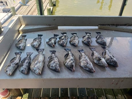 Black Drum Fishing in Houston, Texas