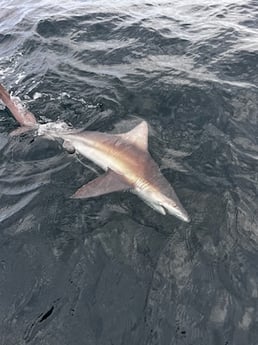Bull Shark Fishing in Destin, Florida