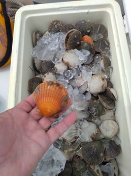 Scallop fishing in Clearwater, Florida