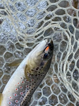 Fishing in Hume, California