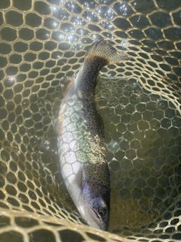 Fishing in Broken Bow, Oklahoma
