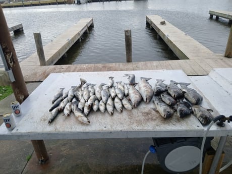 Fishing in Lafitte, Louisiana