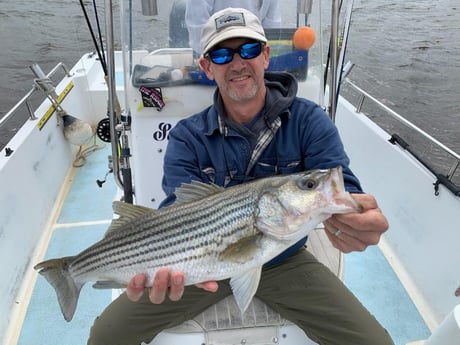 Hybrid Striped Bass Fishing in Trails End Road, Wilmington, N, North Carolina