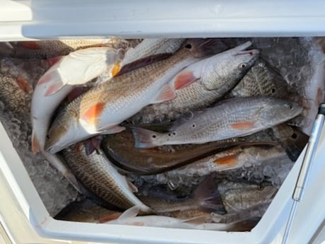 Fishing in Buras, Louisiana