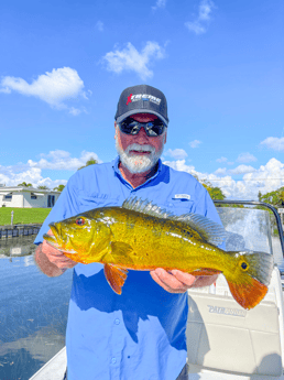 Peacock Bass fishing in Delray Beach, Florida